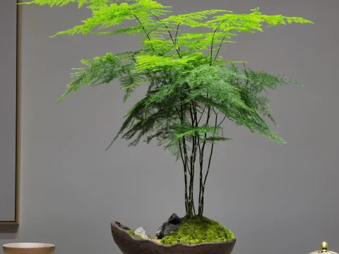 文竹叶子发黄别慌张！找准这6大原因，轻松“救活”变青翠