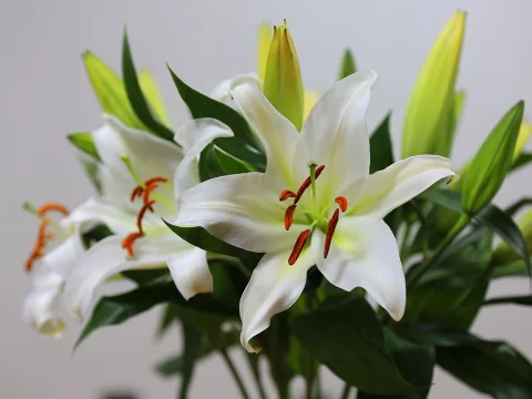 水插的百合花一般养几天？掌握这几点，轻松延长至10天以上！