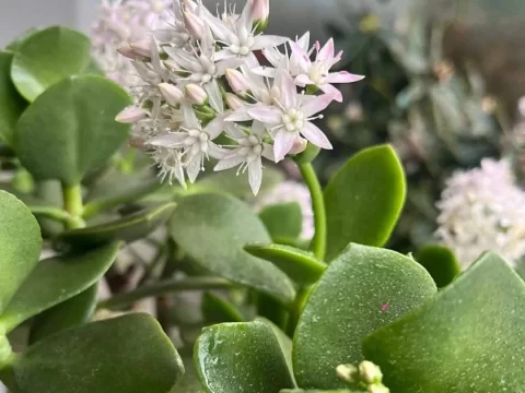 玉树怎么养才能更旺盛开花？掌握这几点，花开满枝头！