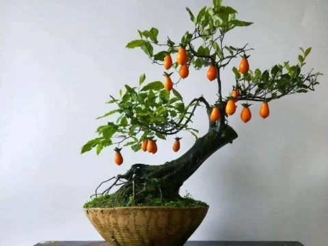 金弹子栽种秘诀：深埋还是浅埋？一句话讲清楚！