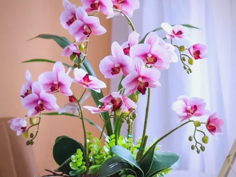 蝴蝶兰花谢后别急着扔！简单几步，让你的兰花再次绽放满枝头