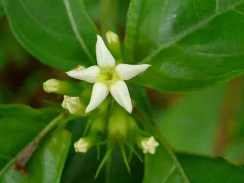 茜草花：不只是染料，更是充满希望的守护之花