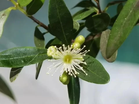 小叶赤楠多久开花？揭秘“盆景明珠”的开花密码，新手也能养爆花！