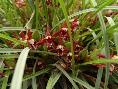 咖啡兰一年能开几次花？答案是：不止一次！