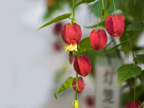 灯笼花十大害处，这些隐患你必须知道