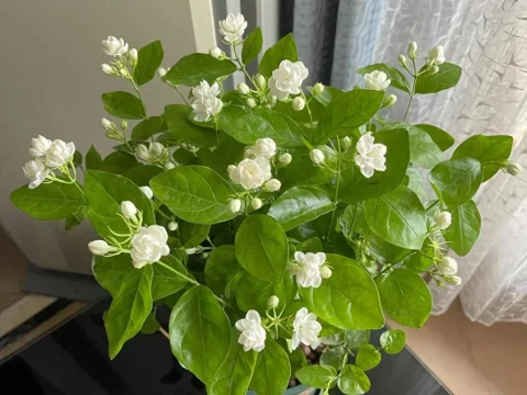 别再怕晒死植物了！这10种“晒不死”的绿植，越晒越旺，新手必看