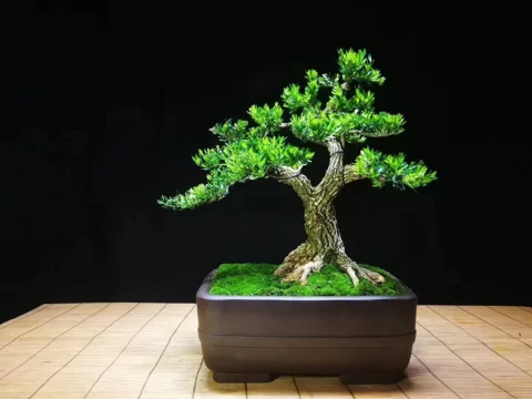 黄杨盆景浇水终极指南：记住“不干不浇”，告别烂根黄叶！