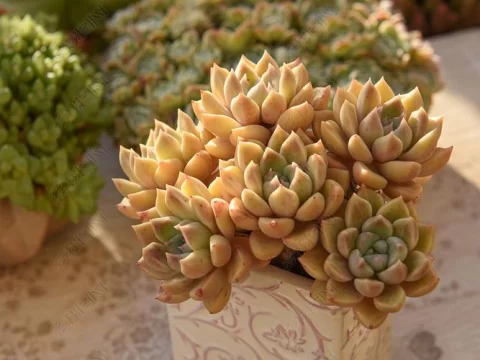 多肉璀璨好养吗？新手也能轻松上手的养护指南！