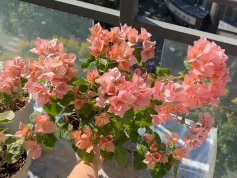 三角梅“日落”有几种颜色？带你领略会变魔术的绚烂花海