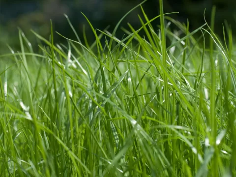 地球上有多少种植物？2025最新权威数据揭秘