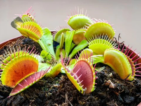 探秘食虫植物：不止是捕蝇草，这些“绿色杀手”让你大开眼界！