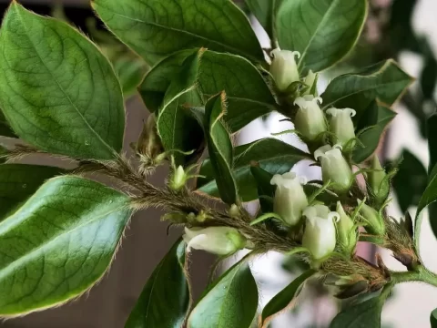 小叶紫檀会开花吗？揭秘名贵木材的“花之密语”