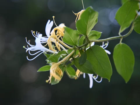 金银花叶子发黄怎么回事？别急，找准原因是关键！