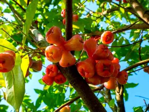 莲雾几月份开花结果？一篇讲清它的“花果时钟”