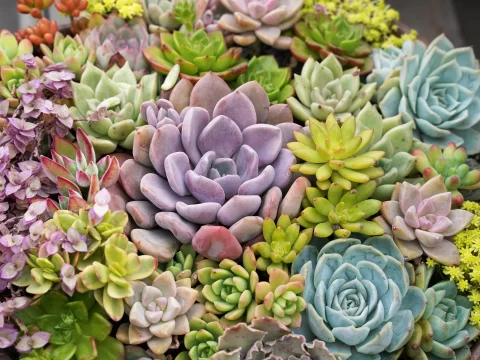 新手必看：刚买回来的多肉植物种植全攻略，简单四步养出胖嘟嘟！