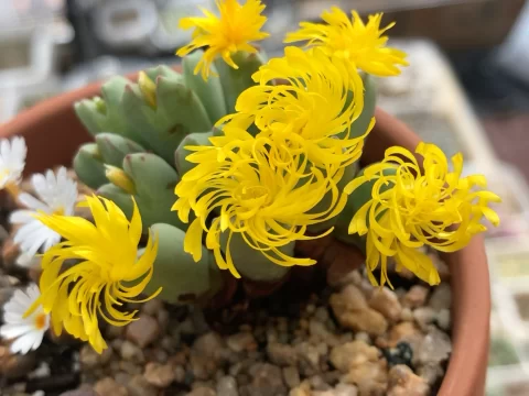多肉植物肉锥花养护全攻略：从入门到精通，轻松养出饱满“小肉弹”！