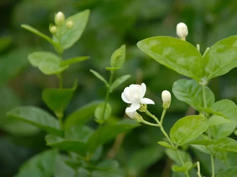 茉莉花喂什么“饭”才香？选对肥料，花开一夏香满屋！