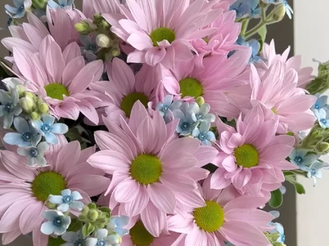 粉雏菊：藏在花瓣里的温柔密语，不止是“暗恋”那么简单