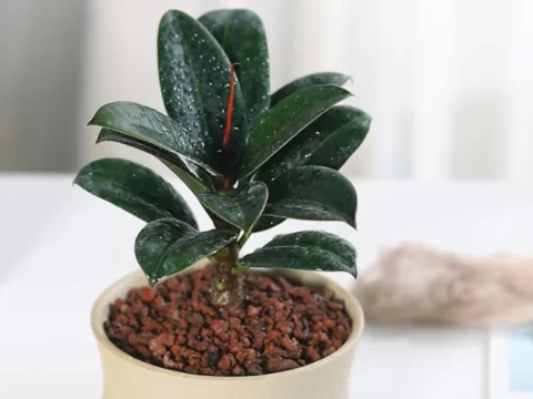 橡皮树最适合多少度？记住这个“黄金温度”，叶子油绿不烂根！
