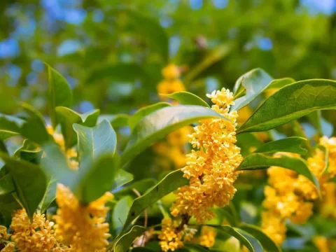 桂花树矮化最简单三个方法，让桂花更好养、更易观赏