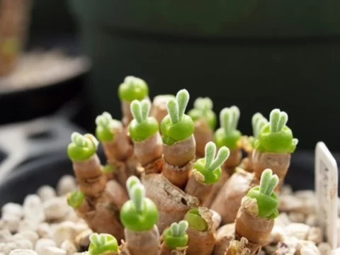 造型奇特的多肉植物有哪些？这20种像艺术品一样的“肉肉”，你见过几种？