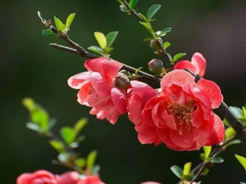 长寿冠海棠优缺点详解：值得养吗？