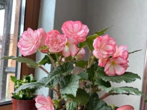 夫妻海棠用什么肥料？让花开更旺的养护秘诀