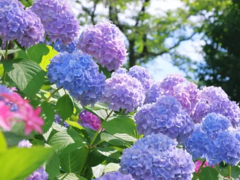 开花神器有哪些花？这20种花开得勤、花多又漂亮！