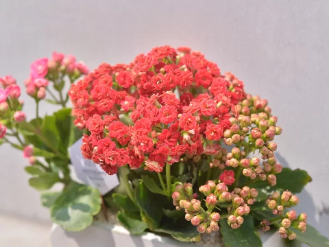 有哪些漂亮又好养的植物？家庭园艺新手也能轻松拥有的绿意生活指南