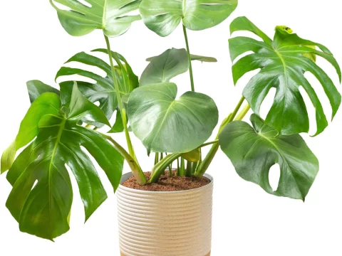 冬天适合养的10种植物，好看又好养
