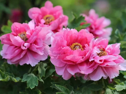 河南的牡丹花什么时候观赏最佳？这份花期指南请收好