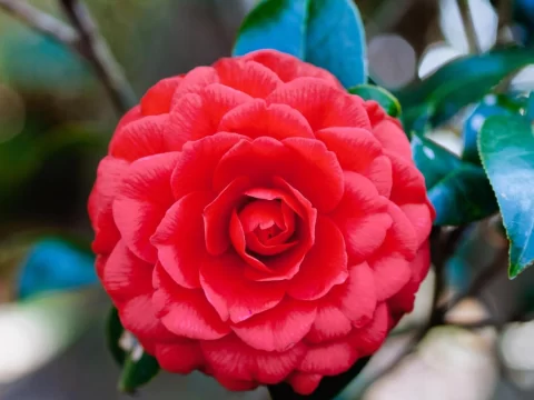 茶花黄叶的原因及解决方法：让您的茶花重焕油绿生机