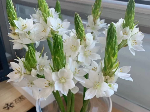 雀梅花的花语和寓意——淡雅中的坚韧之美