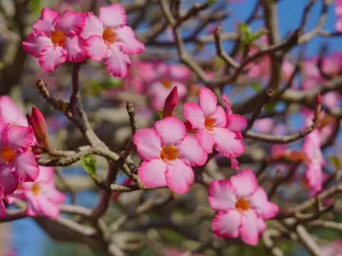 沙漠玫瑰什么时候嫁接最合适：家庭园艺爱好者的实用指南