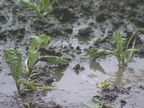 酸雨对植物的影响：你家花草“生病”的隐形元凶