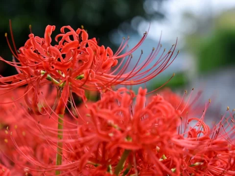 彼岸花为什么要花叶永不相见：从自然规律到养护秘密的全解析