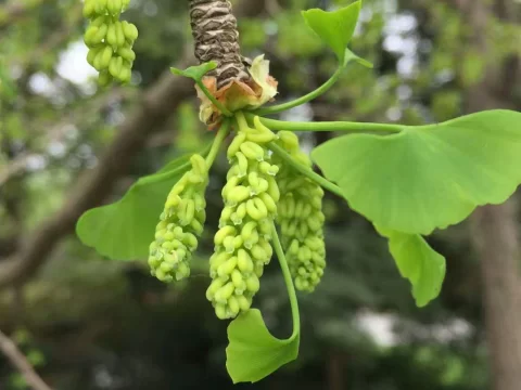 银杏有没有花？一文带你了解这棵“活化石”的秘密