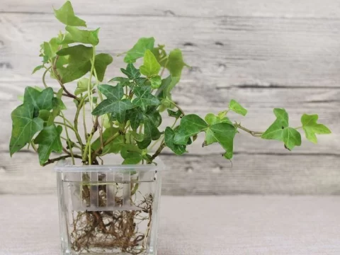 生活中常见的可以水培的植物有哪些？——家庭园艺新手也能轻松上手的绿色指南