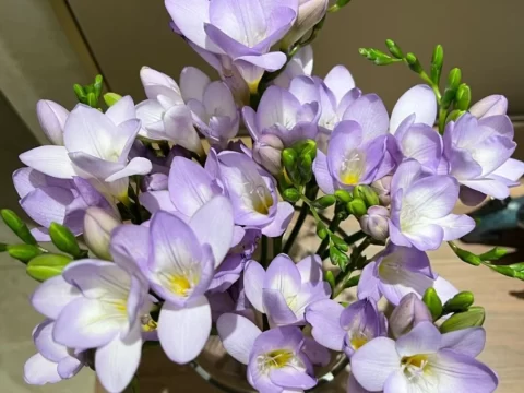有哪些小众又高級的花？——家庭园艺爱好者必看的精致养花指南