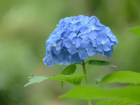推荐一组好看精美的花的壁纸，喜欢的直接下载——让每一朵花开进你的屏幕世界
