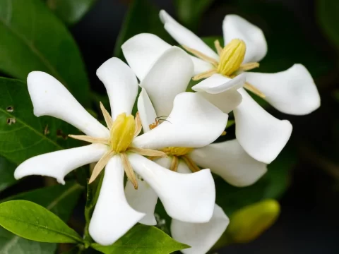 栀子花耐寒温度是多少度？家庭冬季养护一定要知道！