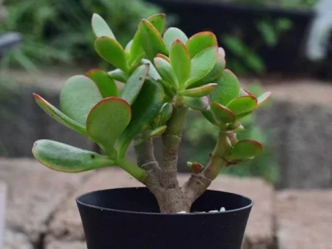 玉树怎么养才能更旺盛？