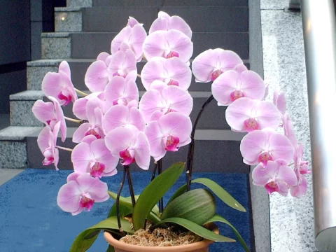 年宵花有哪些品种？