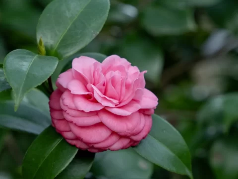 茶花的花语和寓意是什么？读懂它的优雅与坚韧