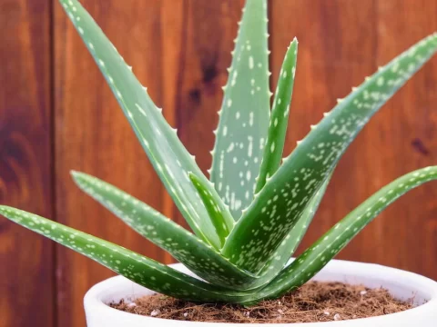芦荟怎么养才能更旺盛？