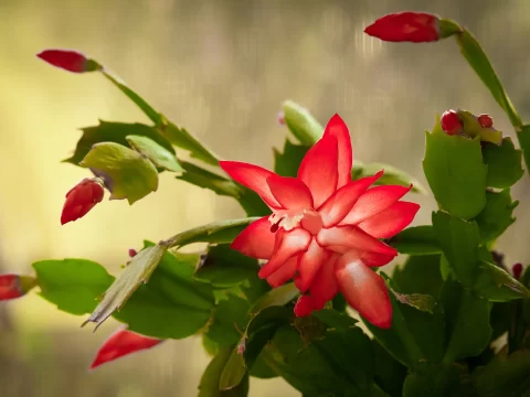 蟹爪兰怎么养才开花？