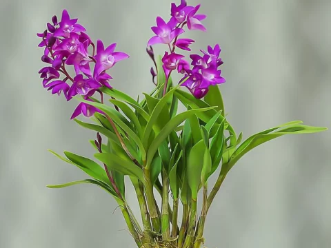 石斛兰怎么养才能开花？