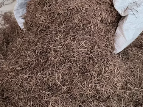 哪些植物不能用松针土？