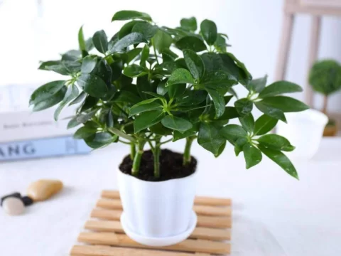 鸭掌木的寓意与风水