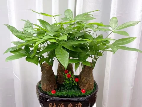 发财树怎么养才能旺盛？